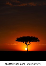 An Acacia Tree In Africa At Sunset