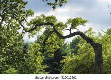 acacia tree with bent trunk in green summer park