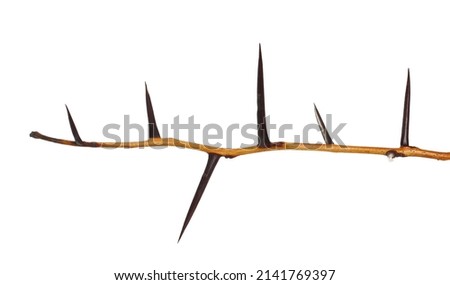Acacia tree branch with thorns isolated on white 