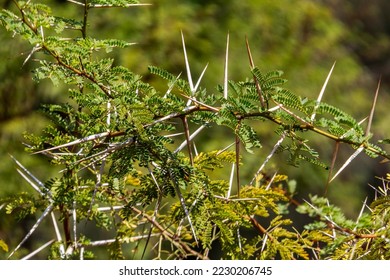 Acacia tree branches with thorns and young green leaves close-up