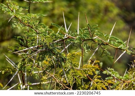 Acacia tree branches with thorns and young green leaves close-up
