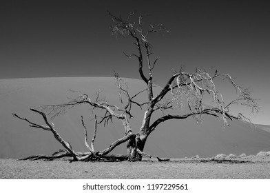 acacia tree at Dead Vlei