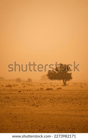Acacia Tree during a Sandstorm in Sahara Desert in Morocco, Africa