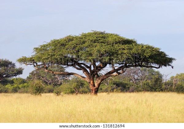 Acacia Tree Acacia Erioloba Hwange National Stock Photo (Edit Now ...