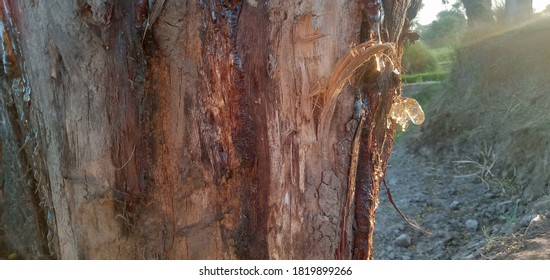 Acacia Tree And Fiber Production