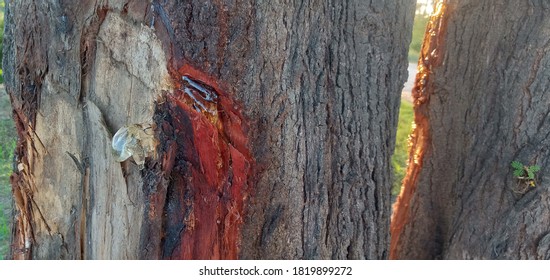 Acacia Tree And Fiber Production