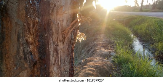 Acacia Tree And Fiber Production