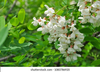 Acacia tree flowers blooming in the spring. Acacia flowers branch with a green background