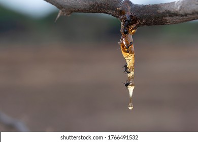 Acacia Tree Gum Secretion, Vachellia Nilotica, Satara, Maharashtra, India