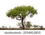 Acacia tree isolated on white sky, Vachellia tortilis tree in African savannah