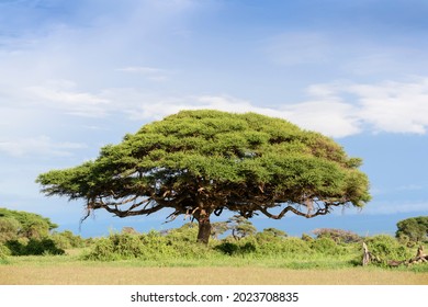 Acacia Tree In Landscape, Amboseli National Park, Kenya.