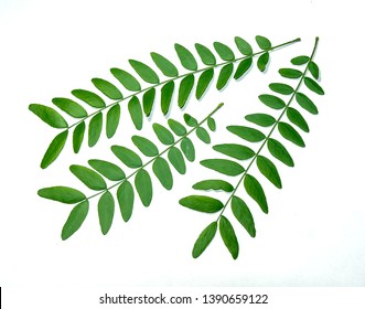 Acacia Tree Leaf High Res Stock Images Shutterstock