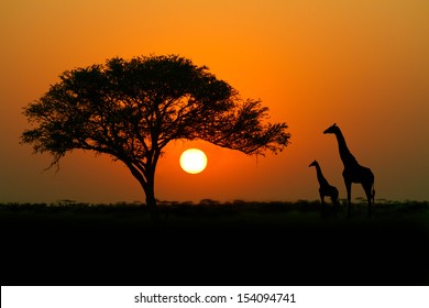 Acacia Tree, Sunset And Giraffes In Silhouette In Africa