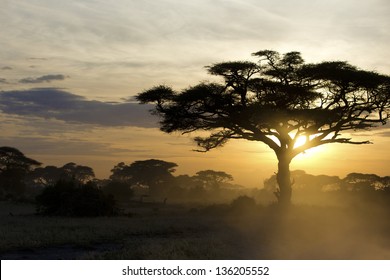 Acacia tree at sunset in Kenya 03 - Powered by Shutterstock