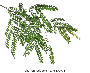 Acacia tree twigs with foliage, branch with leaves isolated on white background, clipping path