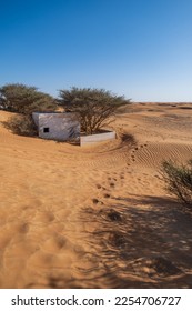 Acacia tree and wild ghaf trees on a sandy desert in Al Madam buried ghost village in United Arab Emirates, tire tracks on sand. - Shutterstock ID 2254706727