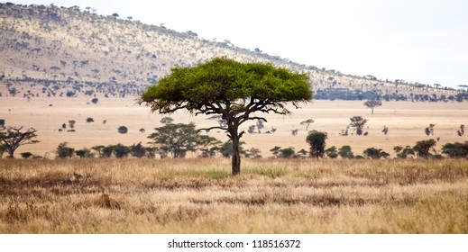 Acacia Trees On African Savanna Serengeti Stock Photo 118516372 ...
