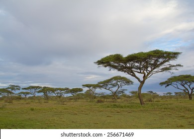 Acacia Trees On The African Savannah