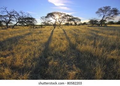 Acacia trees at sunset in Africa