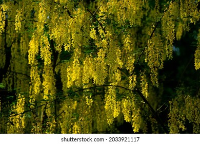 Acacia Twig Flowers Foliage With Dark Background