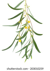 Acacia Twig With Yellow Fluffy Ball Flowers  Isolated On White