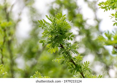 Acacia Twig With Young Spring Leaves