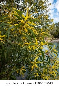 Acacia Wattle Flower Plant Native