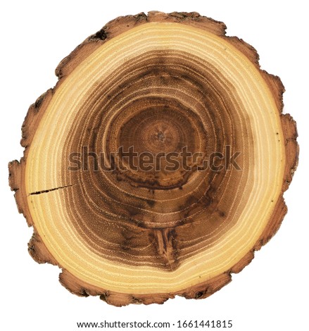 Acacia wood slab with growth rings macro isolated