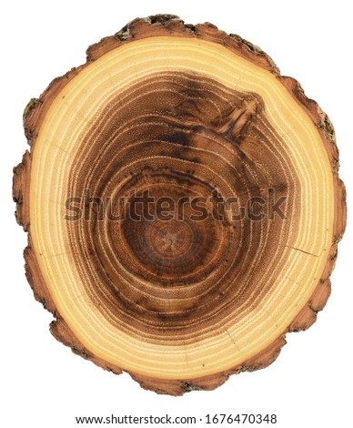 Acacia wood slab unique texture with year rings texture isolated on white background