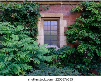 Academia Image Of Leaves Surrounding A Window On The Wall Of Prestigious University College In The United Kindom