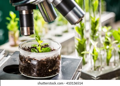 Academic laboratory exploring new methods of plant breeding