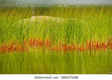 Acadia National Park, Maine, USA - Dec. 27, 2020: Millions Of Visitors Are Drawn To Maine Each Year To See Acadia National Park's Lakes, Wooded Trails, Colorful Shorelines And Abundant Wildlife.