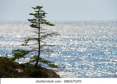 Acadia National Park, Maine, USA - Dec. 27, 2020: Millions Of Visitors Are Drawn To Maine Each Year To See Acadia National Park's Lakes, Wooded Trails, Colorful Shorelines And Abundant Wildlife.