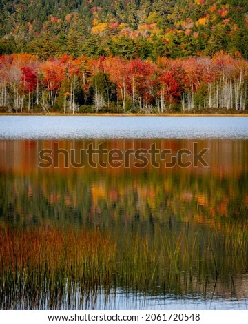 Acadia National Park, ME - USA - Oct. 13, 2021: An autumnal vertical view of orange and red trees reflecting in Hadlock Pond at Acadia National Park in Maine.
