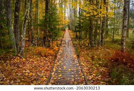 Acadia National Park, ME - USA - Oct. 16, 2021: Fall landscape view of the iconic wooden Jesup Path, cutting through the Sieur de Mont section of Acadia National Park. Seen during the morning rain.