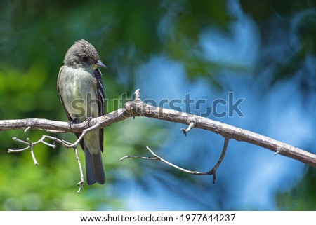 Acadian Flycatcher perched on a branch