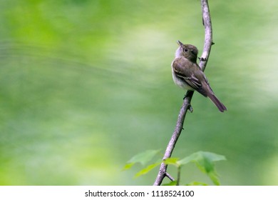 An Acadian Flycatcher Singing, Laurel Maryland 