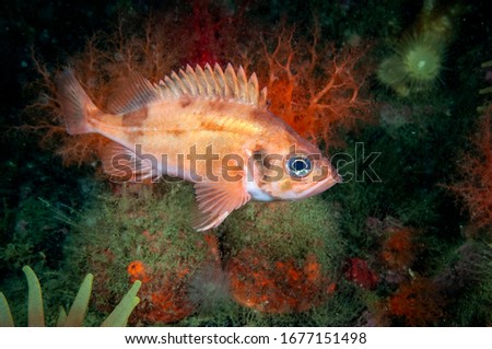 Acadian redfish underwater in the St. Lawrence River