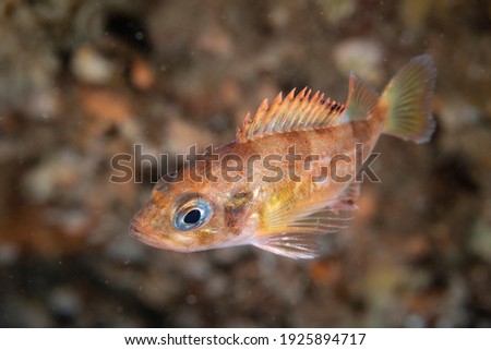 Acadian redfish underwater in the St-Lawrence River