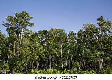 Acai Palm Against Blue Sky