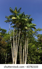 Acai Palm Against Blue Sky