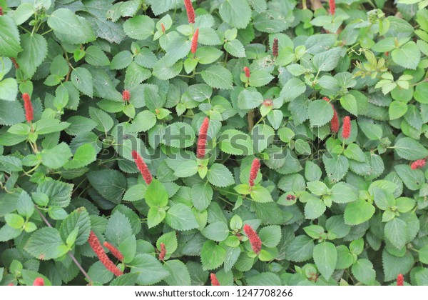 Acalypha Hispida Chenille Plant Flowering Shrub Stock Photo (Edit 