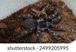 Acanthoscurria juruenicola is a kind of tarantulas from South America. There is a young female after molt in the photo.