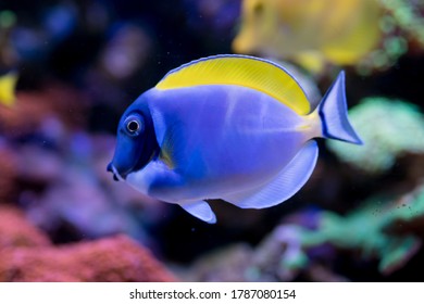 Acanthurus Leucosternon Home Coral Reef Aquarium Stock Photo 1787080154 ...