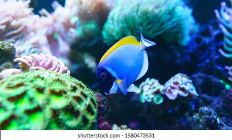Acanthurus leucosternon powder blue tang and powderblue surgeonfish Swimming In Aquarium. selective focus