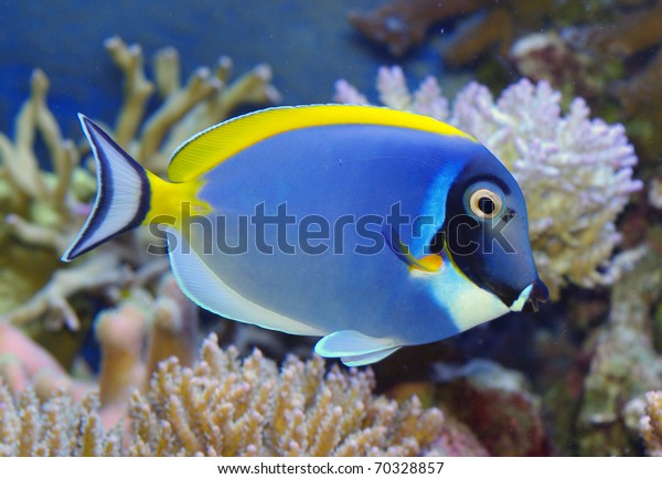 Acanthurus leucosternon powder blue tang and\
powderblue\
surgeonfish