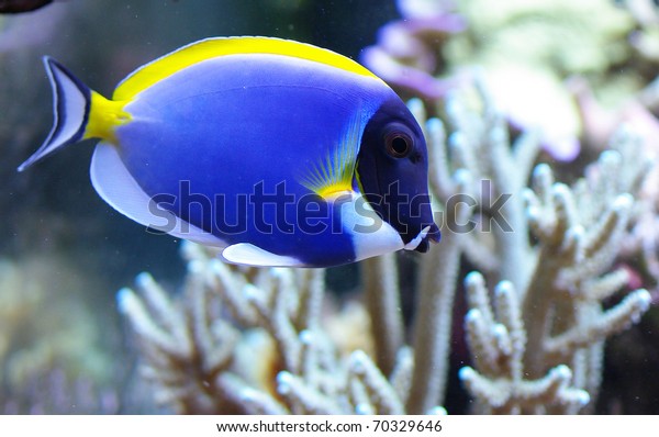 Acanthurus leucosternon powder blue tang and\
powderblue\
surgeonfish