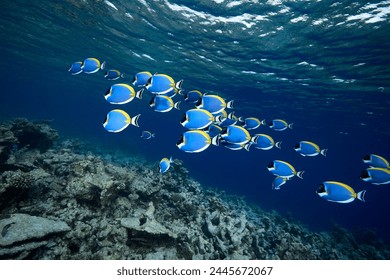 Acanthurus leucosternon Powderblue surgeonfish school in blue ocean - Powered by Shutterstock