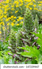 Acanthus Mollis 