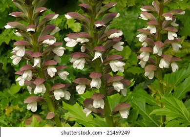 Acanthus Mollis